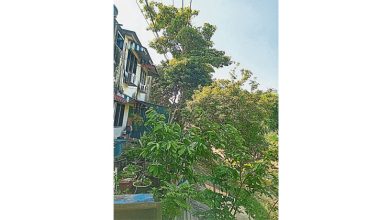 Photo of 屋后大树枝干砸破屋顶 年迈夫妇盼当局助砍除