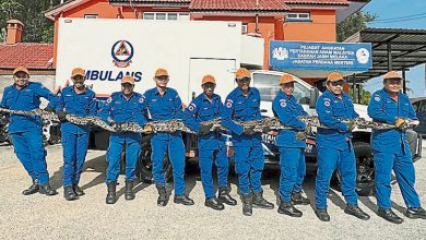 Photo of 甲野新民防部队 捕获长6.5米巨蟒