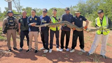 Photo of 吃太撑逃不了 !行动迟缓10尺巨蟒  野放中突吐犬尸