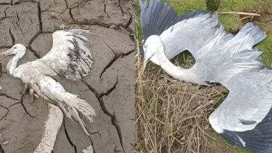 Photo of 投毒捕鸟牟利? 珍稀白鹳苍鹭候鸟丧命