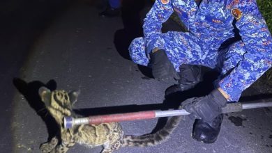Photo of 夜闯鸭棚偷吃 小云豹被捕获