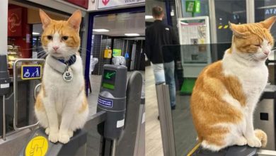 Photo of 2.5万粉丝 英地铁网红橘猫 “娜拉”回喵星了