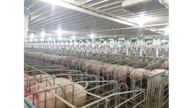 Photo of 中方下调对欧盟猪肉 反倾销税至19.8%