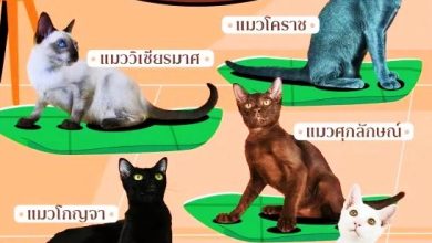 Photo of 为加强保护与推广 泰国定5原生猫为“国宝”