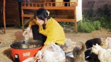 Photo of 蹭百场婚宴打包剩菜 只为喂养120只流浪猫 女子坚持善举感动全网