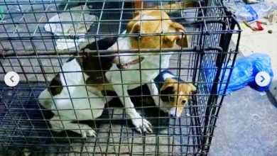 Photo of 8狗被关组屋“垃圾堆” 疑饿到吞幼犬 狗尸11楼被抛下