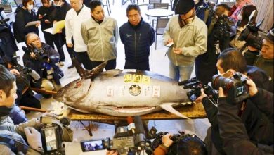 Photo of 重276公斤日本金枪鱼卖580万令吉 史上第二高