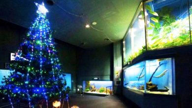 Photo of 【视频】用电鳗“发电”点亮圣诞树 日本水族馆创意宣传超吸睛