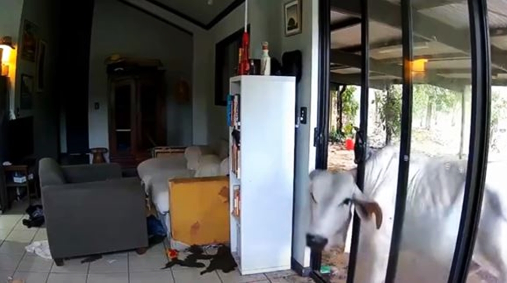 马凯遥控查看宠物监视器时，惊见「画面中出现了牛头」，小俩口赶紧返家。