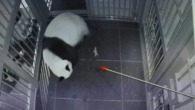 Photo of 东京大熊猫明年1月“归还中国” 日媒叹:台湾有事害的