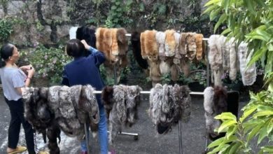 Photo of 宣萱表舅蔡和平晒皮草惹议 部分仍见完整动物头爪