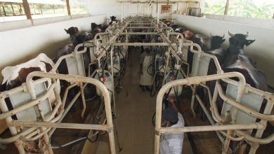 Photo of 狮城首宗!喝未消毒生牛奶28年 男子患牛结核