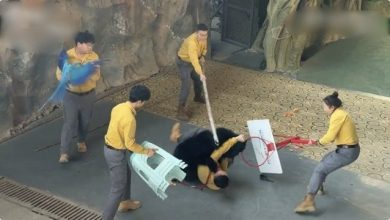 Photo of 动物园黑熊袭击饲养员 园方: 因兴奋抢食