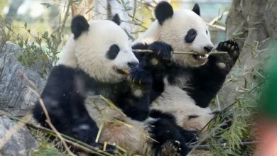 Photo of 日本将进入“熊猫清零”　70%民众认为不必再和中国交涉租借