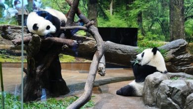 Photo of 最后2只旅日大熊猫1月归还中国 日本将暂别半世纪“熊猫时代”