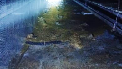 Photo of 柔府养鸡场发生火灾 仅约20%鸡只存活