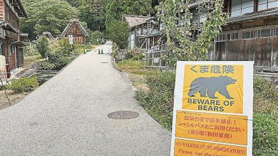 Photo of 创历史纪录 日8个月230宗野熊袭人