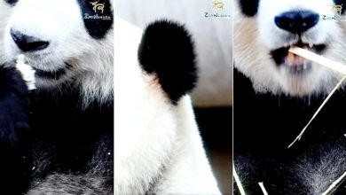 Photo of 视频〡国家动物园预告 熊猫辰星晓月 將与民众见面