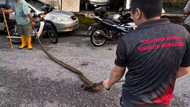 Photo of 逾13尺过江龙潜住宅区 耗近2小时擒获