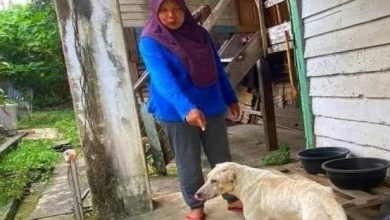 Photo of 大火夺走89岁养母 70猫5犬受困火海同被烧焦