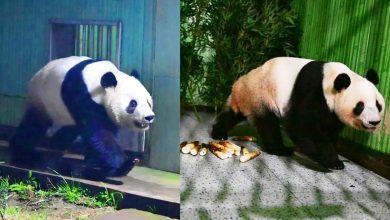 Photo of 旅日大熊猫“晓晓”和“蕾蕾”返华 入住雅安基地隔离检疫