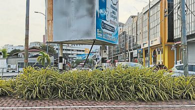 Photo of 绿植高遮挡视线 陈劲源促市厅定期修剪