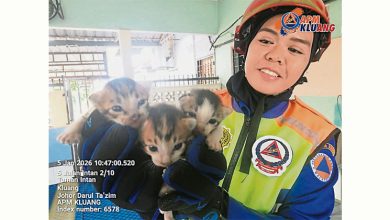 Photo of 受困清真寺天花板 民防队救3小猫