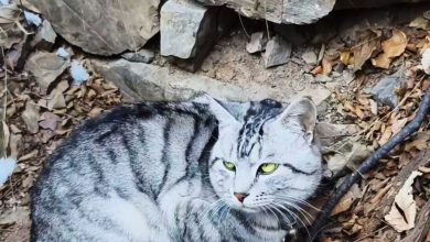 Photo of 屡被误认走失抱下山 南太行“绝望坡”绝望猫走红