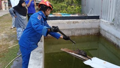 Photo of 接到“救猫”投报赶往现场 救援队惊讶: 它不是家猫