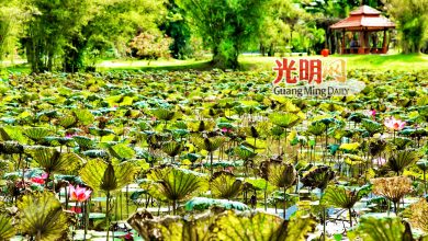 Photo of 市会重新规划莲花池 太平湖碧水红莲将重现