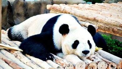 Photo of 大熊猫完成检疫 “辰星” “晓月”即将亮相