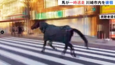 Photo of 马儿也“逃课”？ 街头奔逃约20分钟后 自行返校园