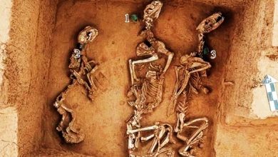 Photo of 最早“野生动物园”！中国发现3000年前商代已养珍禽异兽