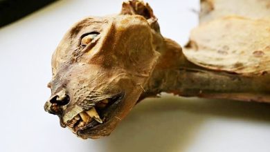 Photo of 沙地洞穴惊见7具猎豹木乃伊 最古老距今4223年