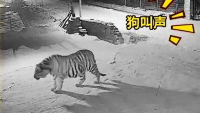 Photo of 老虎入村叼走家犬 饲主追踪脚印 家犬被吃剩骨头
