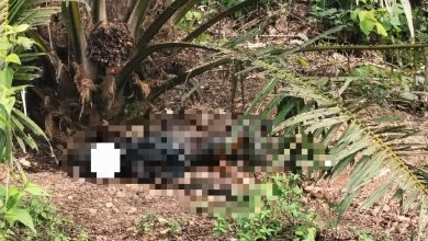 Photo of 油棕园惊现半腐男尸 警方急寻家属确认身份
