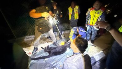 Photo of 黑豹出没INSTUN领地 民防部队成功诱捕