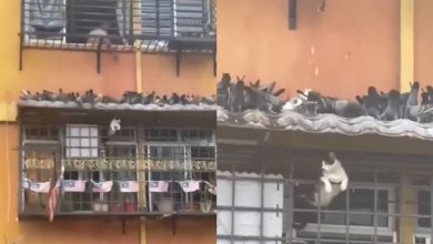 Photo of 楼上撒粮楼下遭殃 住户屋顶喂鸽惹众怒