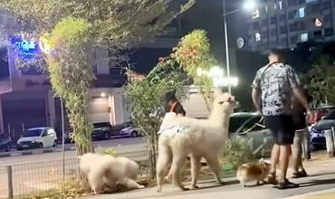 Photo of 非一般宠物 3男女夜遛草泥马