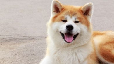 Photo of 狗狗也爱听雷鬼乐？专家：这几种音乐是它们的“天然镇静剂”