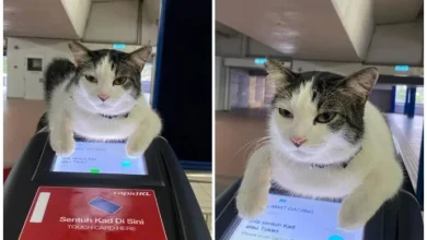 Photo of 轻快铁站臭脸“猫员工”把关闸门 意外爆红