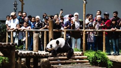 Photo of 国家动物园熊猫保育中心开放 辰星晓月营业了