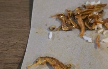 Photo of 椰浆饭竟吃出炸海马 网民调侃:T20级别配料