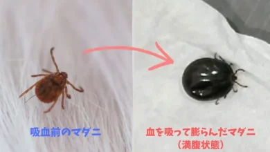 Photo of 赴日旅游注意！“蜱虫病”持续扩散新增至北海道 严重恐致死