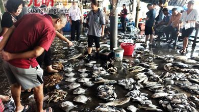 Photo of 团圆饭开始备货 大白虾破百元 年关越近料再涨