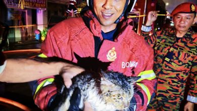 Photo of 三条路大火烧毁5店 9人痛失家园 幸存猫“肥肥”毫发无伤