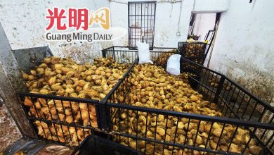 Photo of 供应商准备好应付大宝森 椰子预订量料超去年