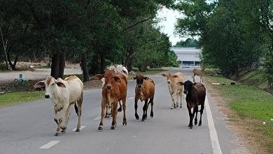 Photo of 车子遭牛群撞损 市民促当局正视“路霸牛”
