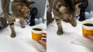 Photo of 视频 | 嫌黑咖啡太臭 虎斑猫疯狂“埋沙”劝主人别喝