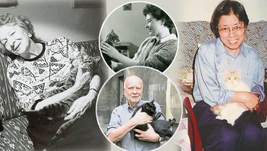 Photo of 【这里那里】每天都想被猫充满是怎样